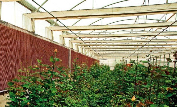 pad chłodzący w szklarni.jpg